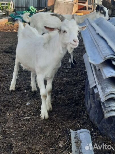 Козы.козоы.козухи.козлята