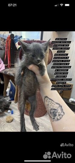 Котенок