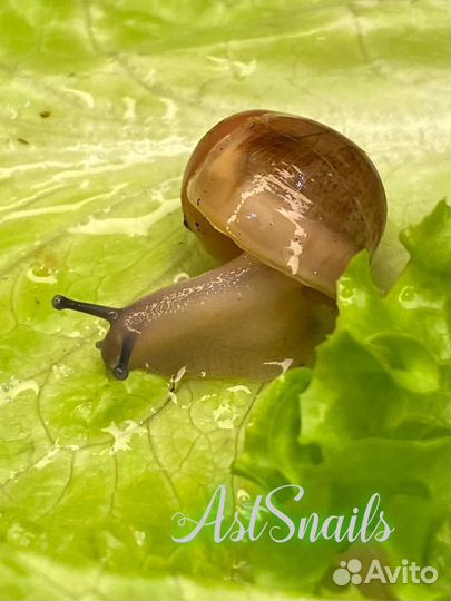 Улитки Архахатины