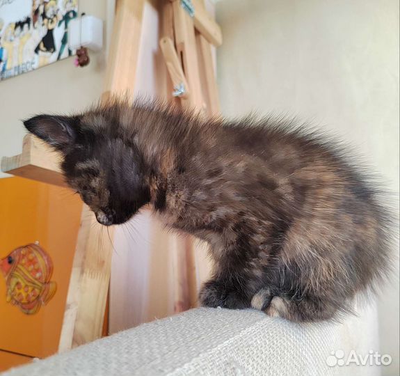 Котёнок