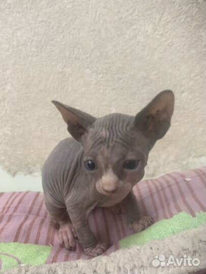 Канадский сфинкс котенок