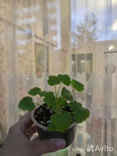 Пеларгония герань королевская