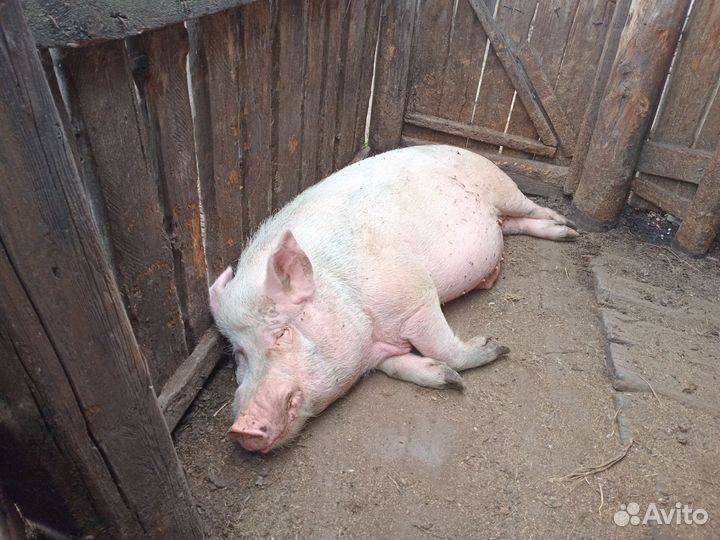 Хряк и телята