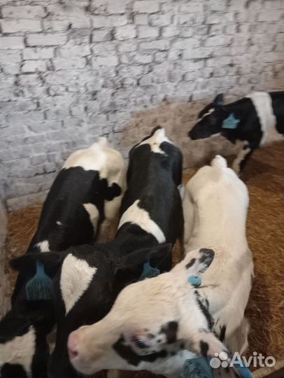 Бычки на откорм телята