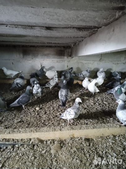Почтовые голуби
