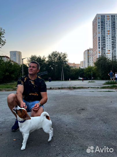 Дрессировка собак кинолог