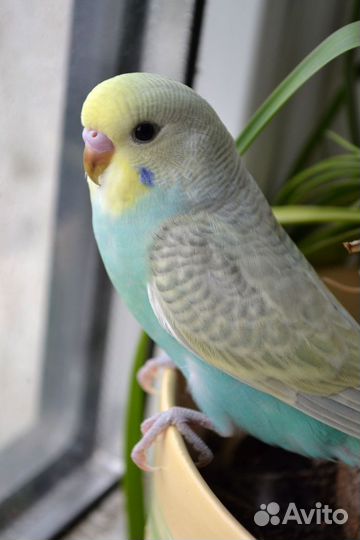 Передержка животных