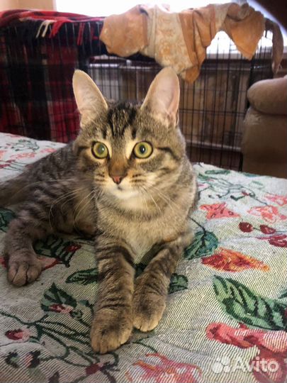 Кошечка в добрые ручки