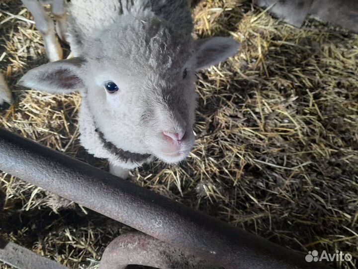 Бараны тексель