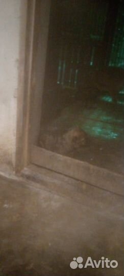 Щенки алабая