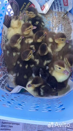 Утята индоутки