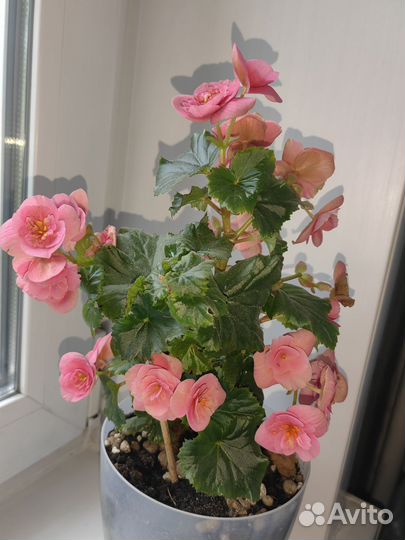 Бегония элатиор