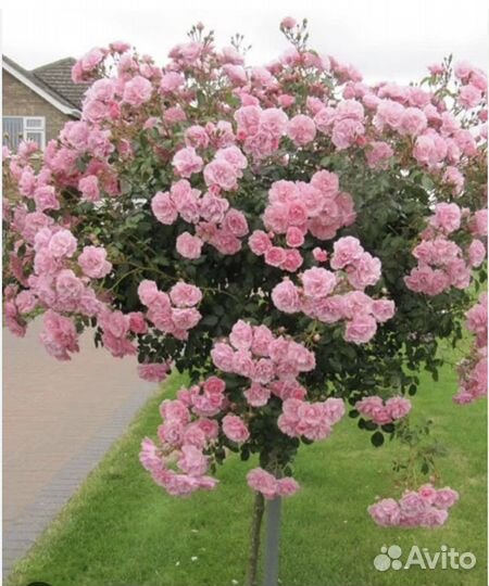 Штамбовые розы