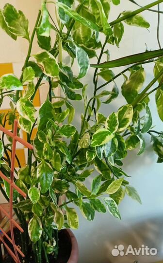 Цветы комнатные много разных