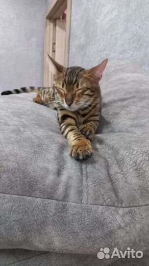 Бенгальская кошка