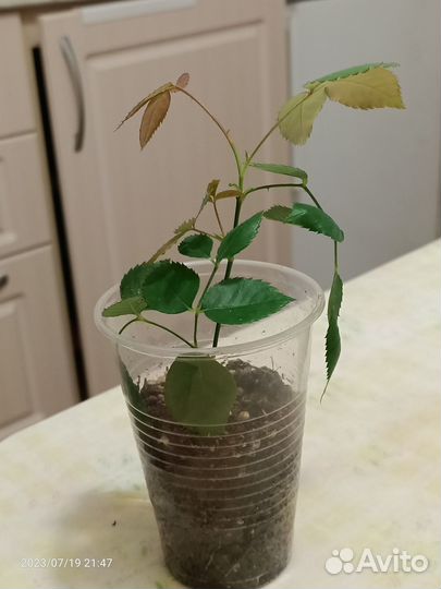 Роза бенгальская малиновая,бледно роз,стефанотис