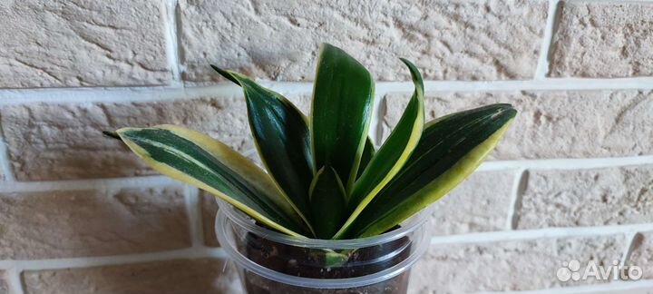 Сансевиерия Ханни Жаде Маргината Крео