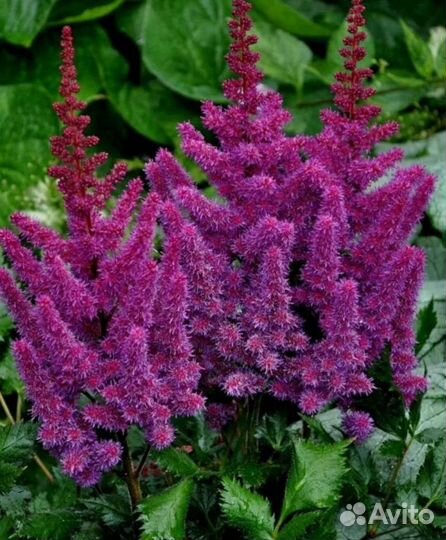 Астильба малиновая, розовая, белая саженцы