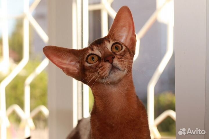 Абиссинские котята, мальчики и девочки