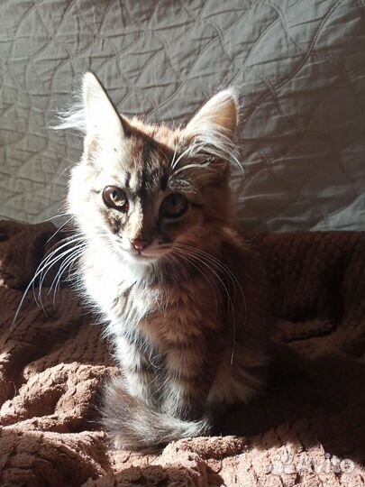 Котята в добрые руки бесплатно