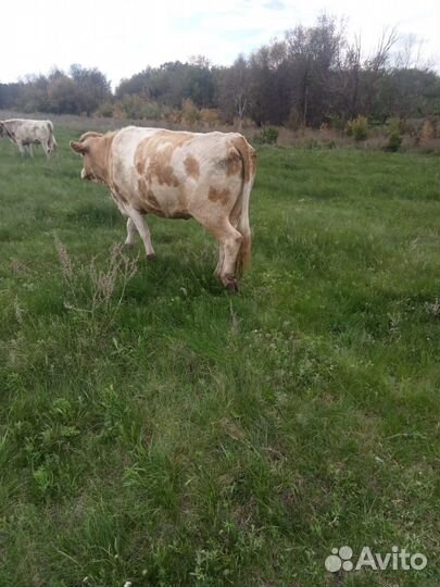 Продам коров
