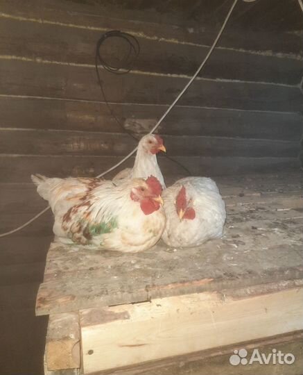 Продам домашних кур