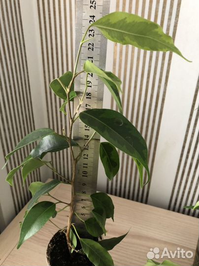 Фикус Бенджамина Регидан