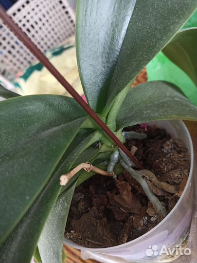 Орхидея фаленопсис