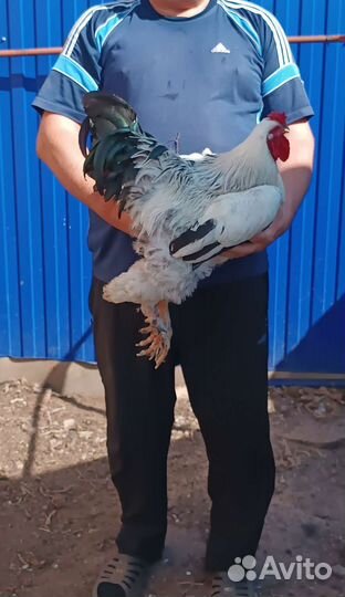 Петухи породы брама