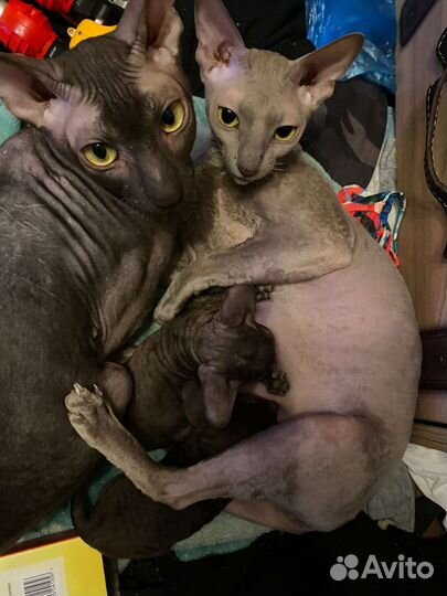 Котята корниш рекс, сладкие шоколадки