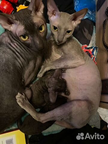 Котята корниш рекс, сладкие шоколадки