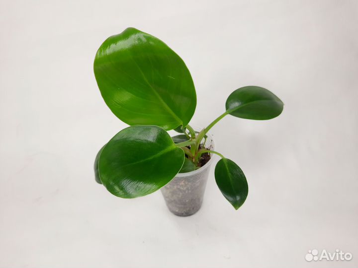 Филодендрон биркин