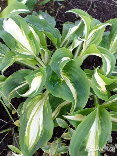 Хосты сортовые