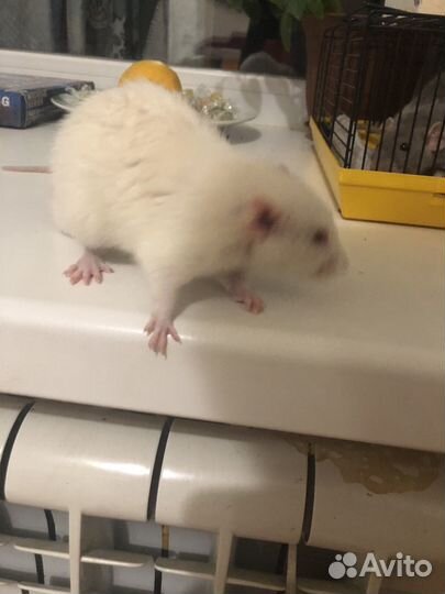 Декоративная крыса