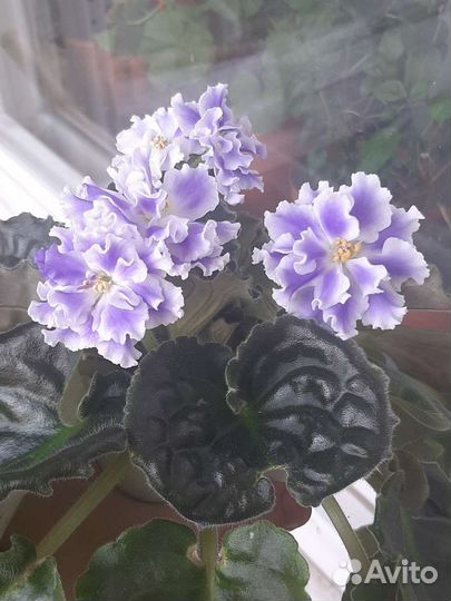 Листики сортовых фиалок