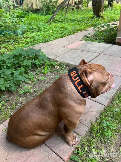 Ошейник для собаки с адресником