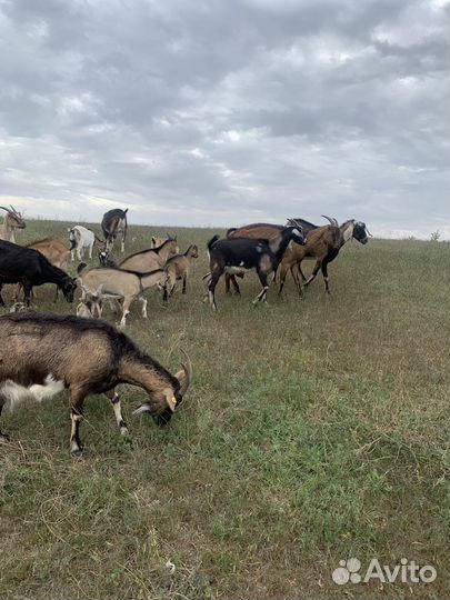 Козы ламанча первокотки и молодые