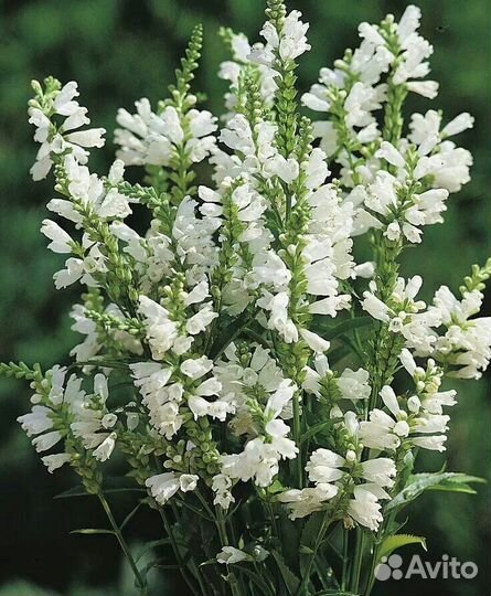 Садовые цветы, многолетники