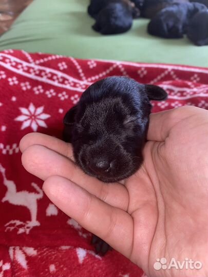 Кокер спаниель