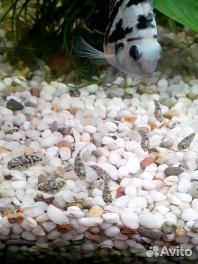 Сапфировый попугай малыши