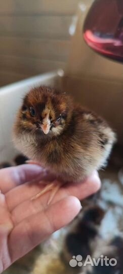 Цыплята от суточных до подрощенных, яйца