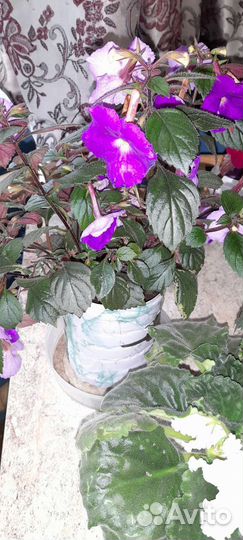 Фиалка,ахименес