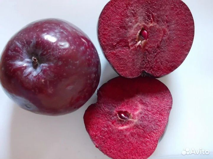 Яблоня ред кэтти