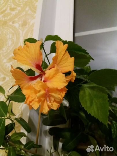 Гибискус, Олеандр, Пеларгония, Дуранта