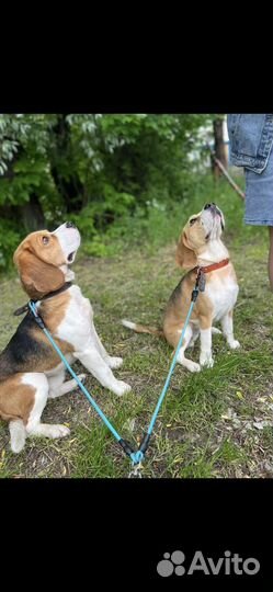 Щенки бигль