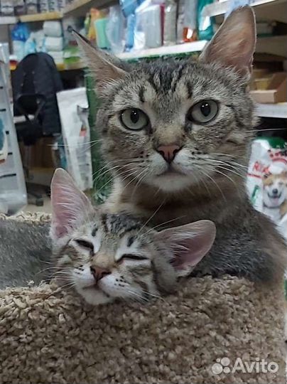 Кошечка ищет дом