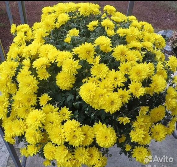 Хризантемы мультифлора