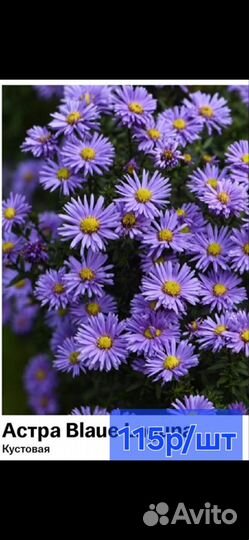 Лилии саженцы