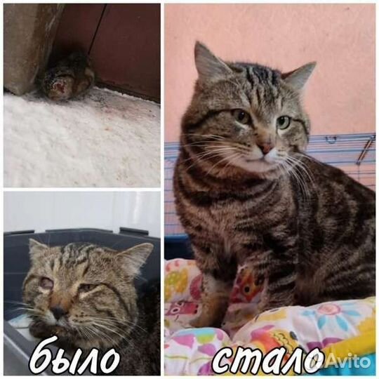 Пледик ищет дом