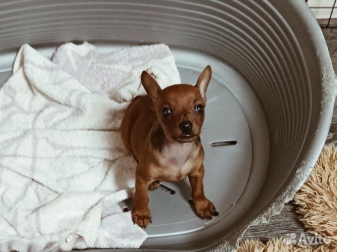 Щенки цвергпинчера